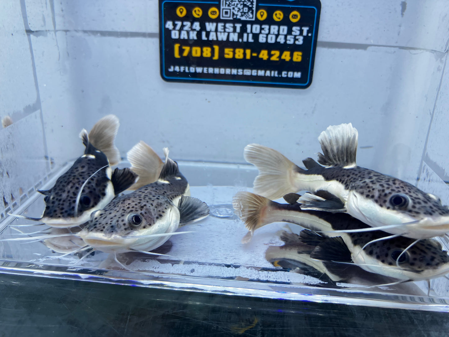 Short Body Red Tail Catfish 4”+