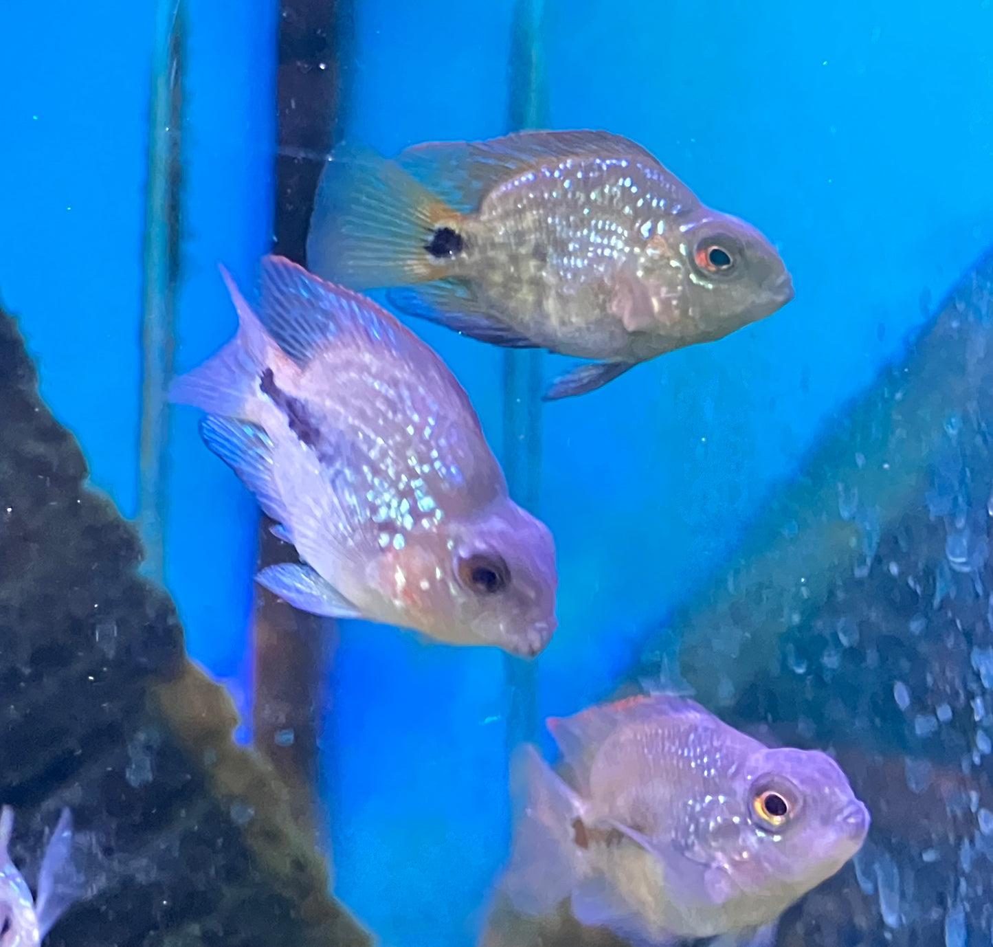 Crystal Parrot Cichlid 1”