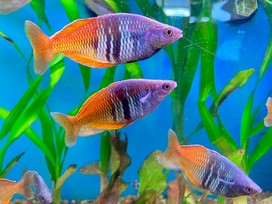 Boesemani Rainbowfish (Wild, Lake Uter) 3”
