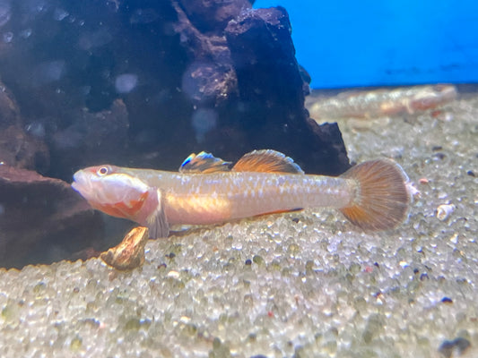 White Cheek Goby (Rhinogobius cf. duospilus)