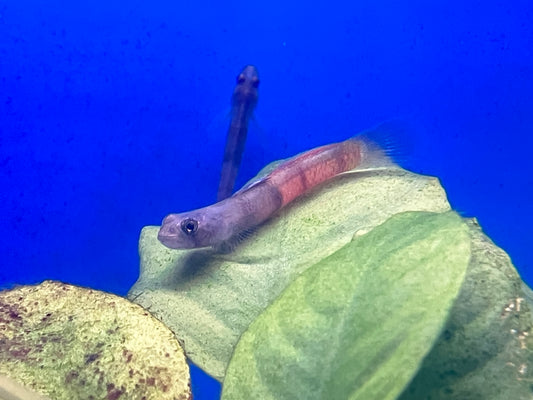 Red Belted Goby (Sicyopus zosterophorus)