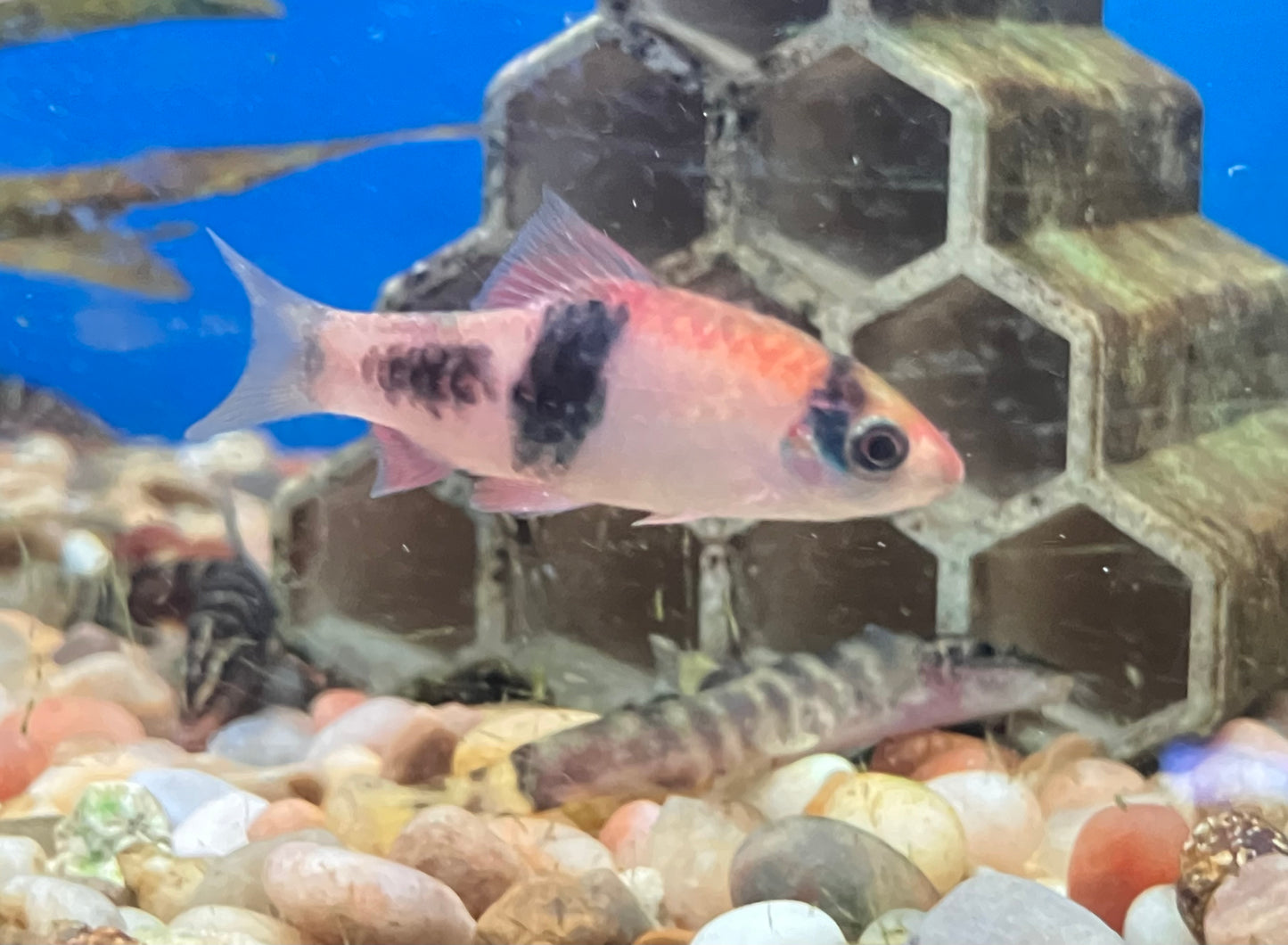 Red Panda / Melon Barb (Haludaria fasciata) 2”, 3-Pack