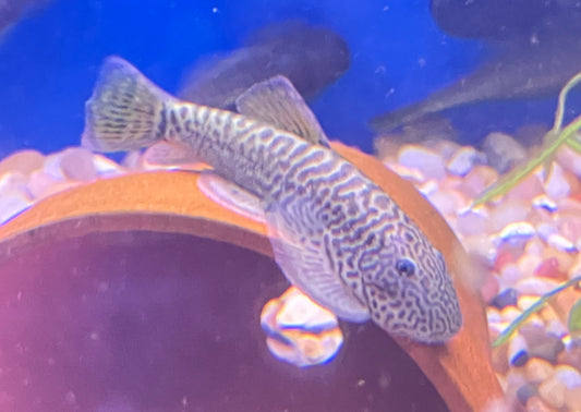 Golden Leopard Hillstream Loach (Gastromyzon embalohensis)