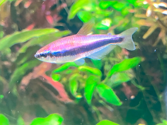 Purple/Blue Emperor Tetras ( 5 PACK ) Inpaichthys kerri