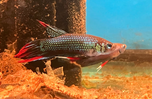 Betta imbellis (male)