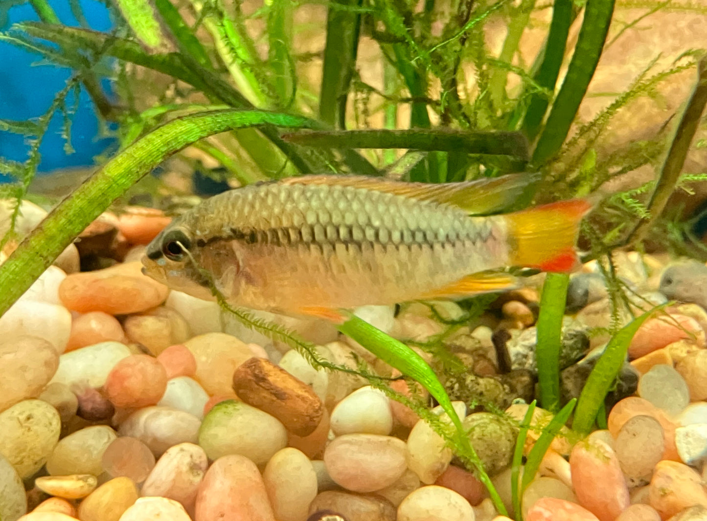 Apistogramma macmasteri 1-1.5”