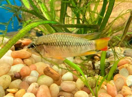 Apistogramma macmasteri 1-1.5”