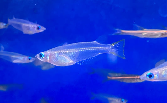 Javanese Ricefish (Oryzias javanicus) Pack of 6 fish
