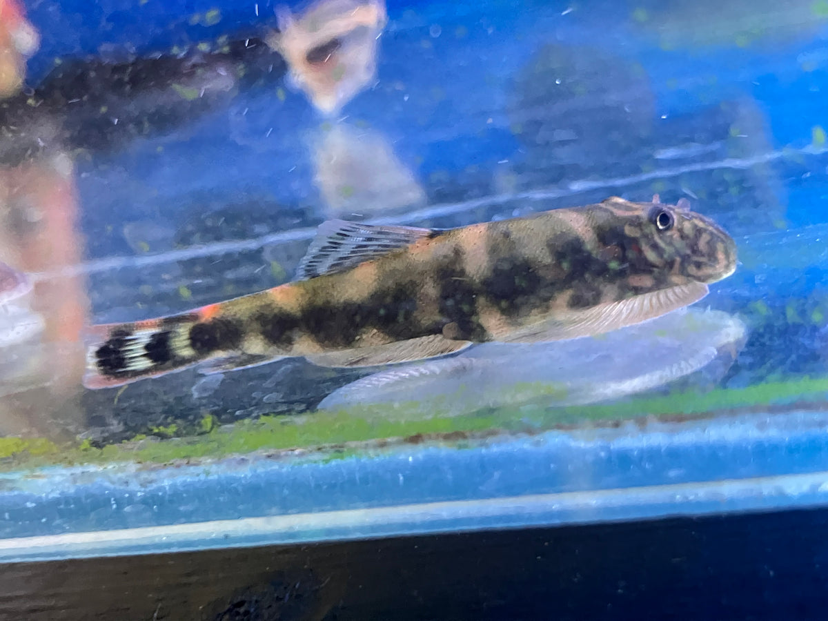 Gastromyzon sp. Filiusia Tigris Lemon Tail Borneo Loach