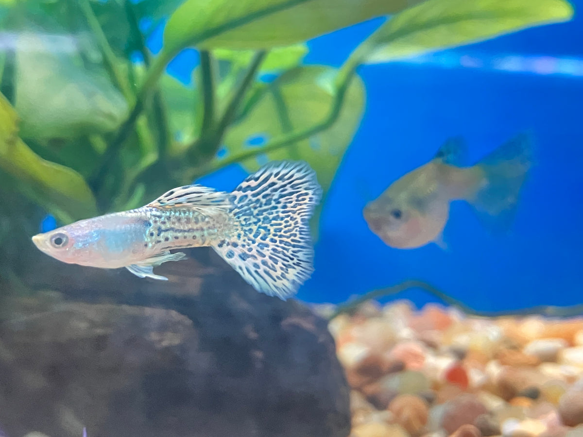 Metal Snakeskin Cobra Guppy (M/F Pair)