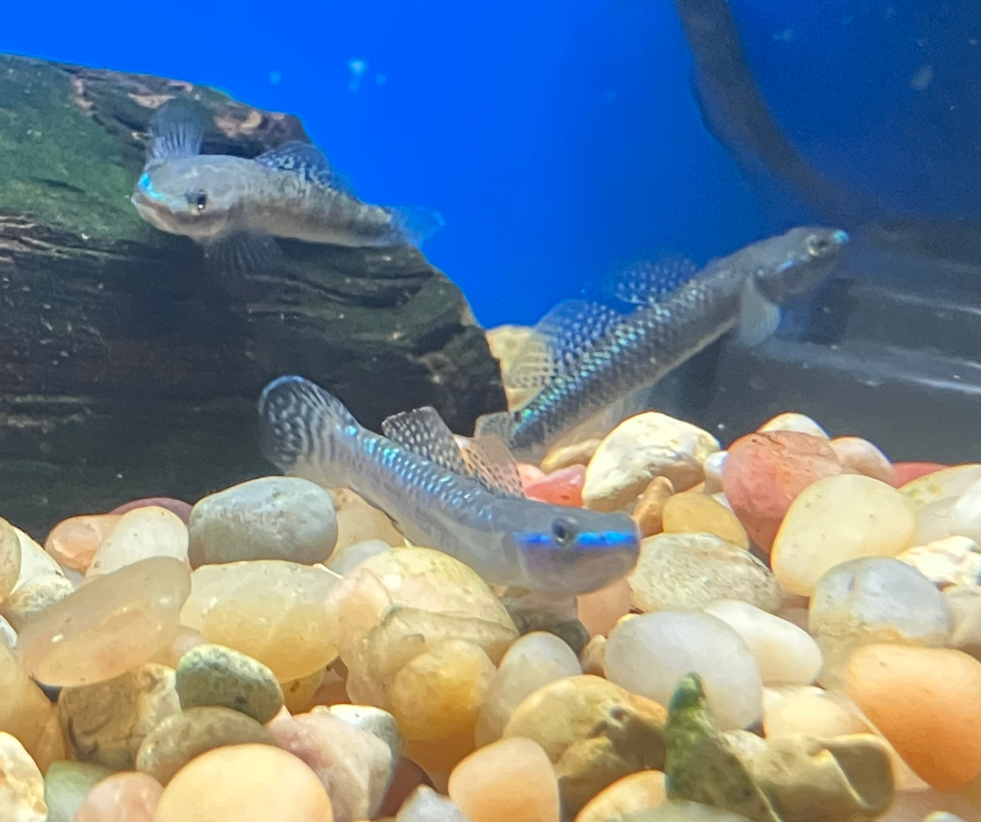 Current Stock – Page 10 – J4 aquatics