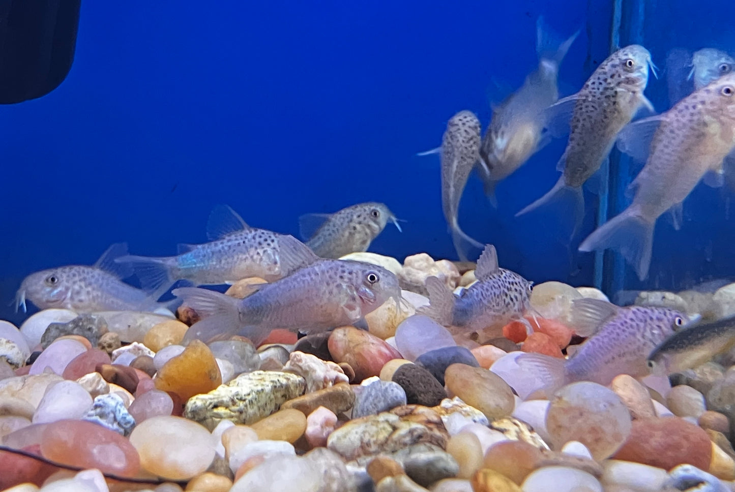 Violet / Smudge-Spot Cory (Hoplisoma similis)