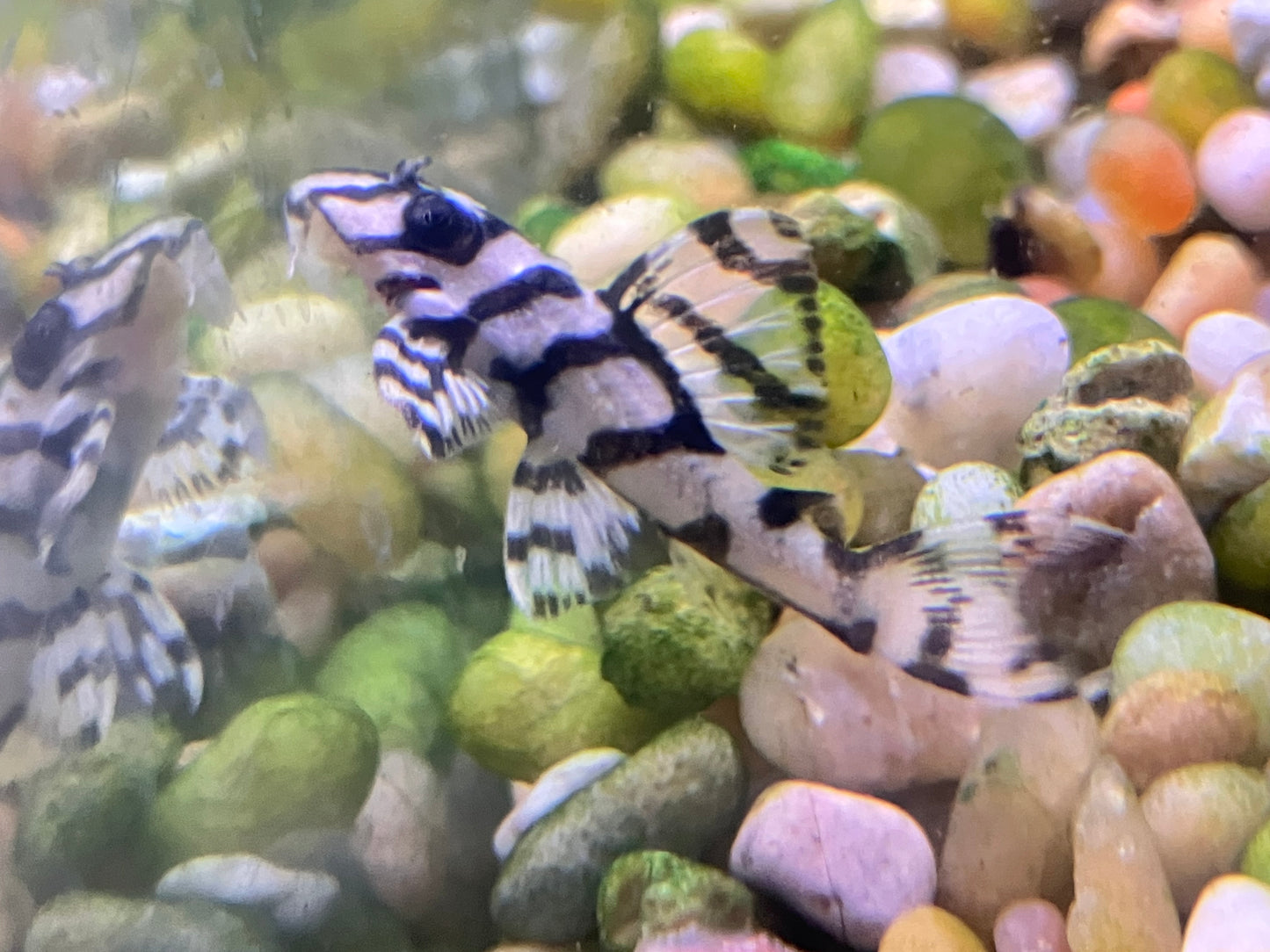 L236 Super White Pleco