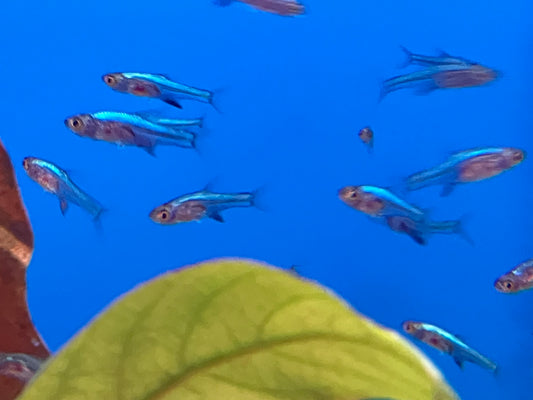 Blue Neon Rasbora (Sundadanio axelrodi)  (6-Pack)