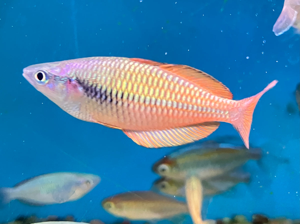 Lake Kurumoi / Sunset Dwarf Rainbowfish (Melanotaenia parva)