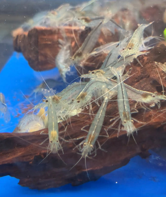 Amano Shrimp 1-1.5” (10-Pack)