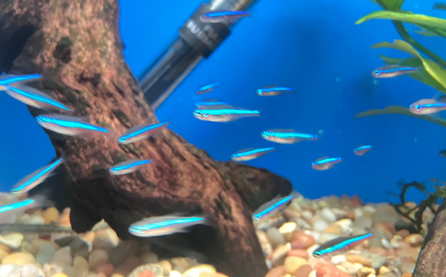 Green Neon Tetra (Paracheirodon simulans)       (10-Pack)