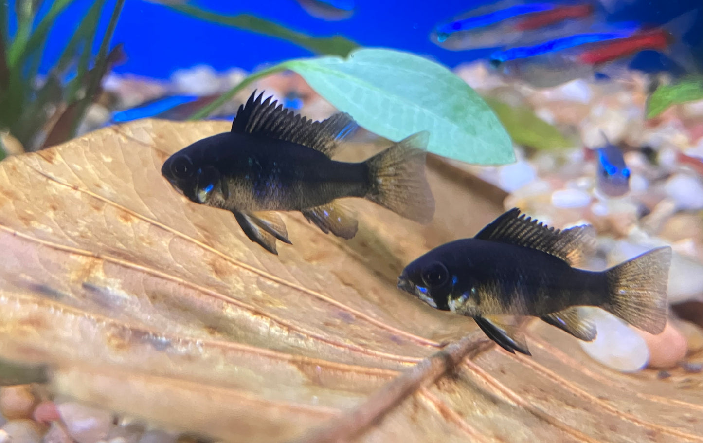Black Ram (Mikrogeophagus ramirezi)