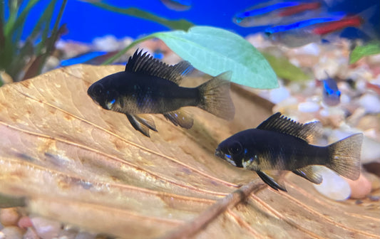 Black Ram (Mikrogeophagus ramirezi)