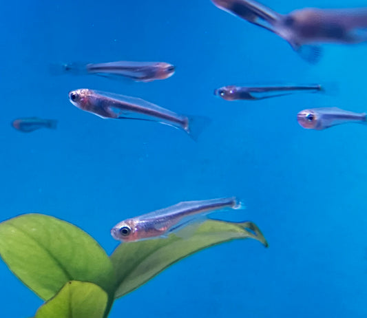 Tanganyika Killifish (Lamprichthys tanganicanus) 1”