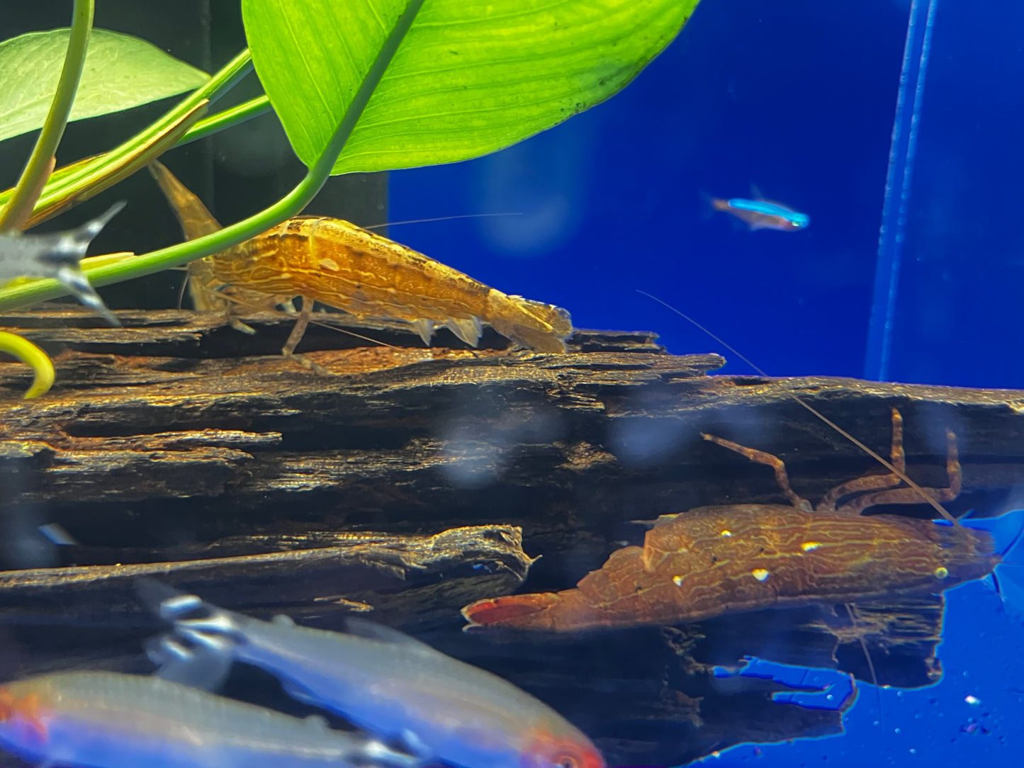 Bamboo Shrimp 2"