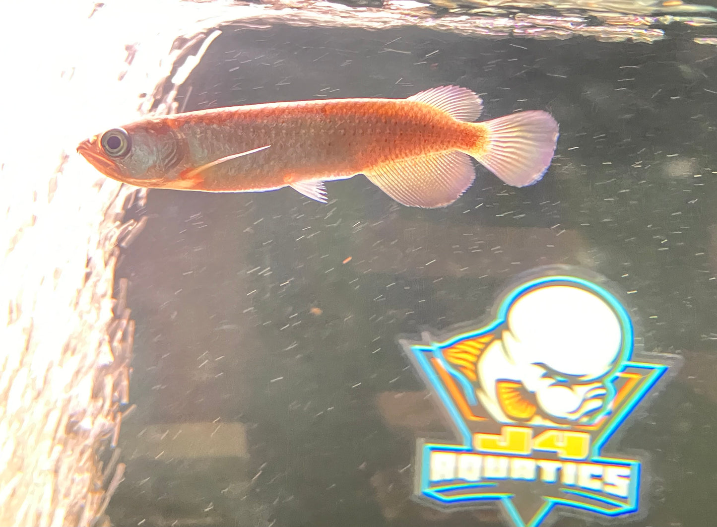 Leichardti Arowana (Southern Saratoga) 4”