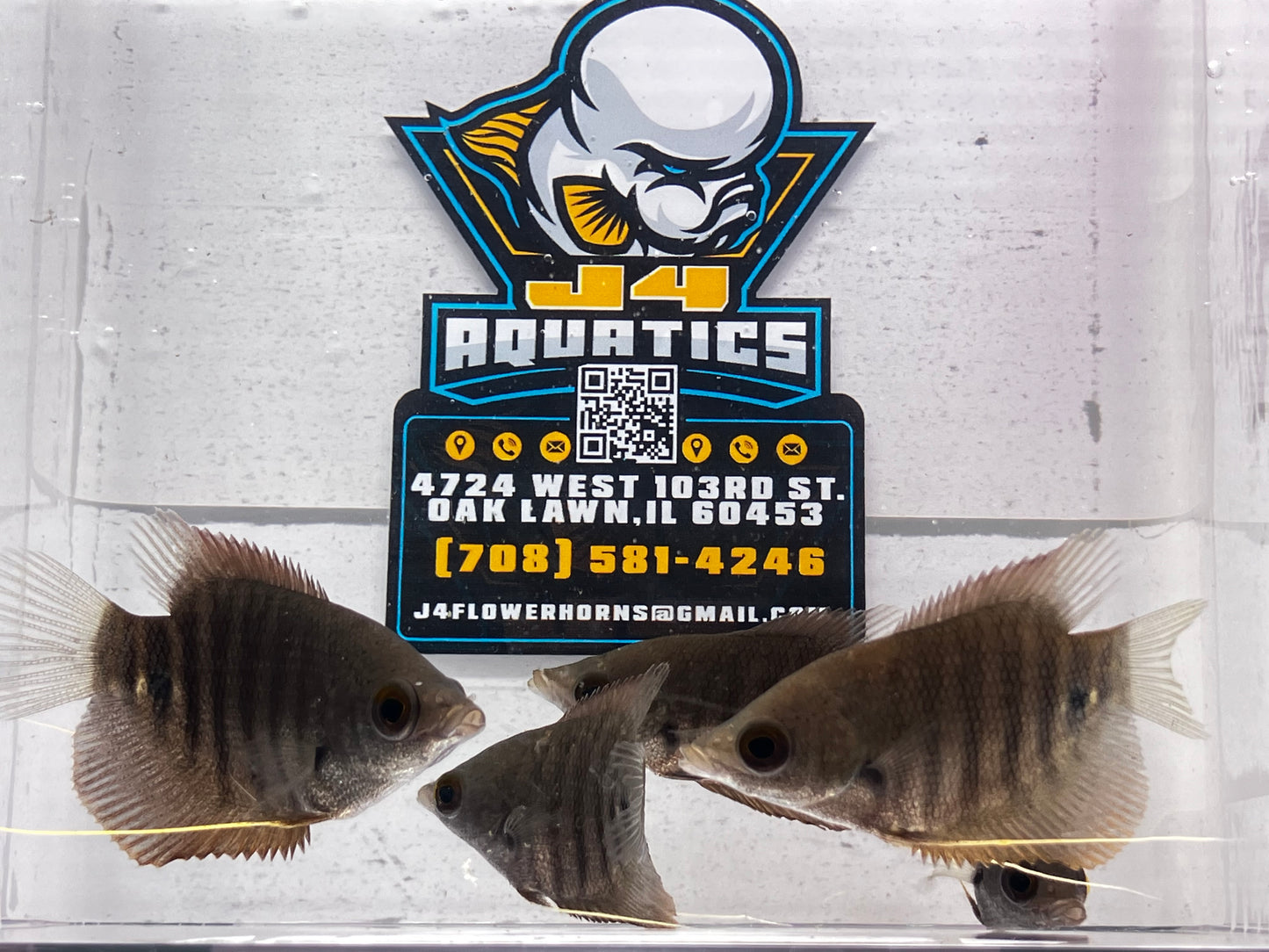 Borneo Giant Gourami (Osphronemus septemfasciatus) 2.5”