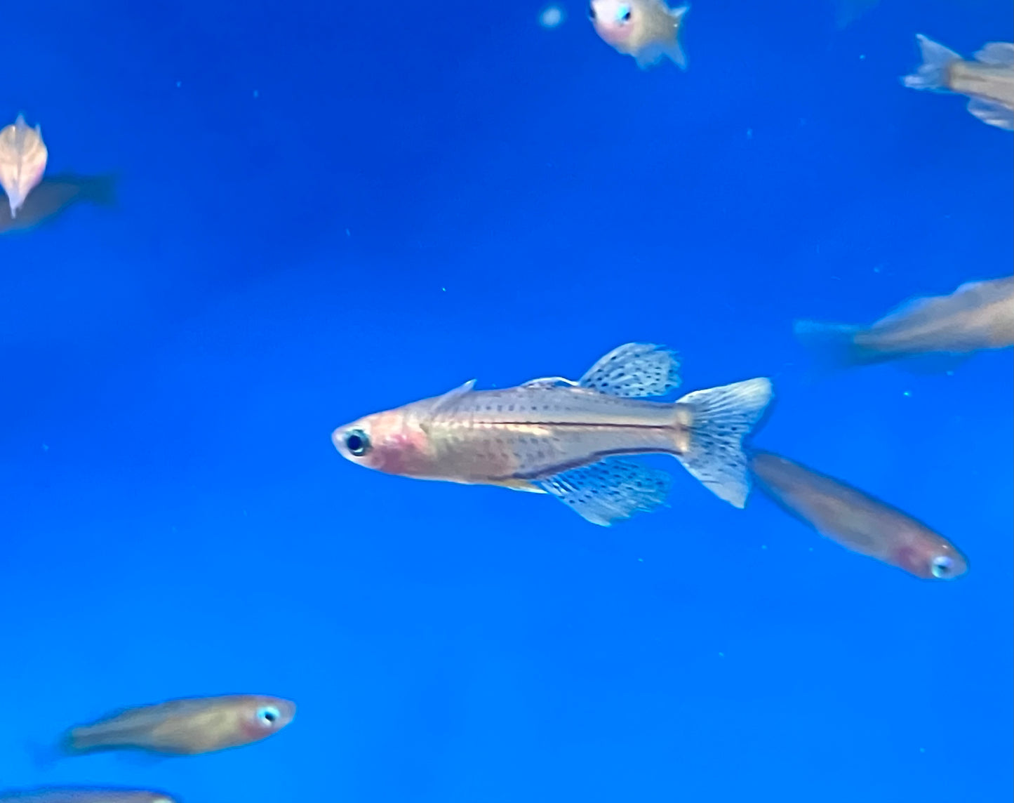 Gertrude’s Spotted Blue Eye Rainbowfish (3-Pack)
