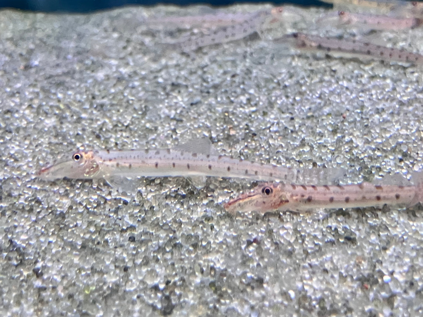 Horseface Loach