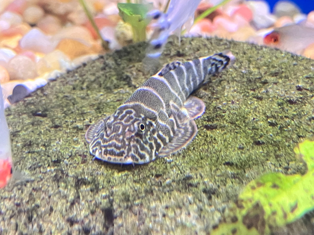 Pink Body Lepidogaster Borneo Loach (Gastromyzon lepidogaster var. “Pink”