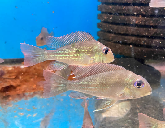 Geophagus winemilleri 2-3”