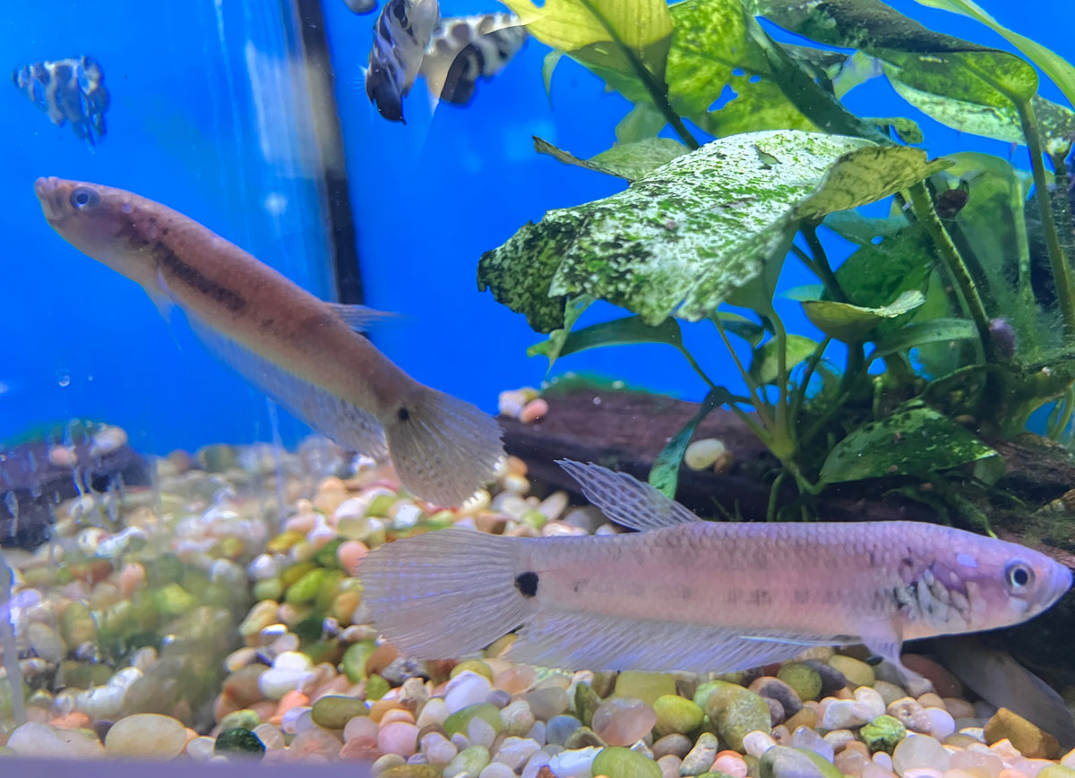 Betta unimaculata 3-3.5” (Pair)
