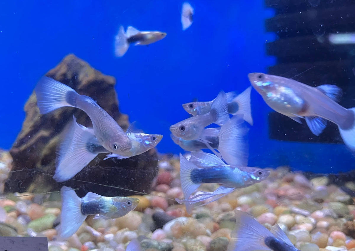 White Tuxedo Guppy (M/F Pair)