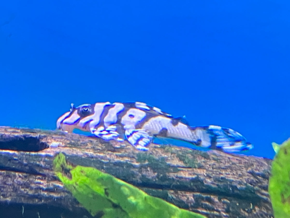 L236 Super White Pleco