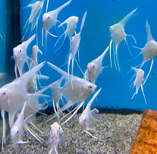 Platinum Angelfish