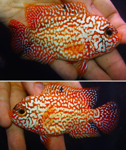 Super Red Texas Grade AAA ( MALE  )