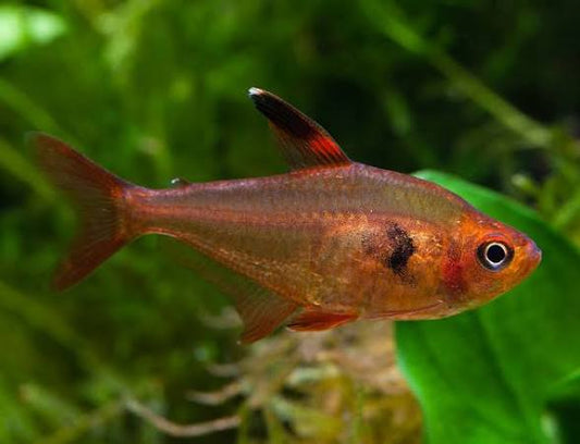 Red Phantom Tetra (Hyphessobrycon sweglesi) 6-Pack
