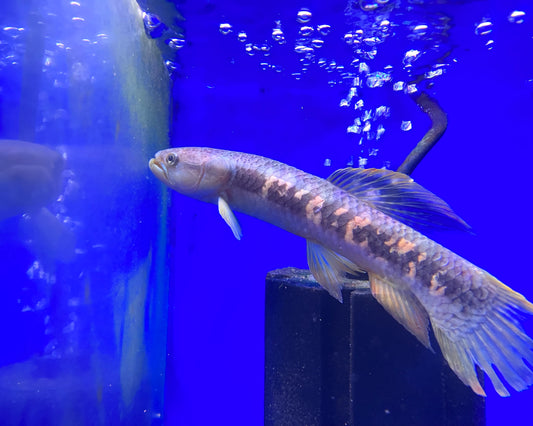 Red Rainbow Wolf Fish 5-6”