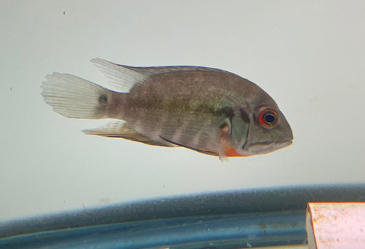 True Parrot Cichlid (Hoplarchus psittacus) 5”