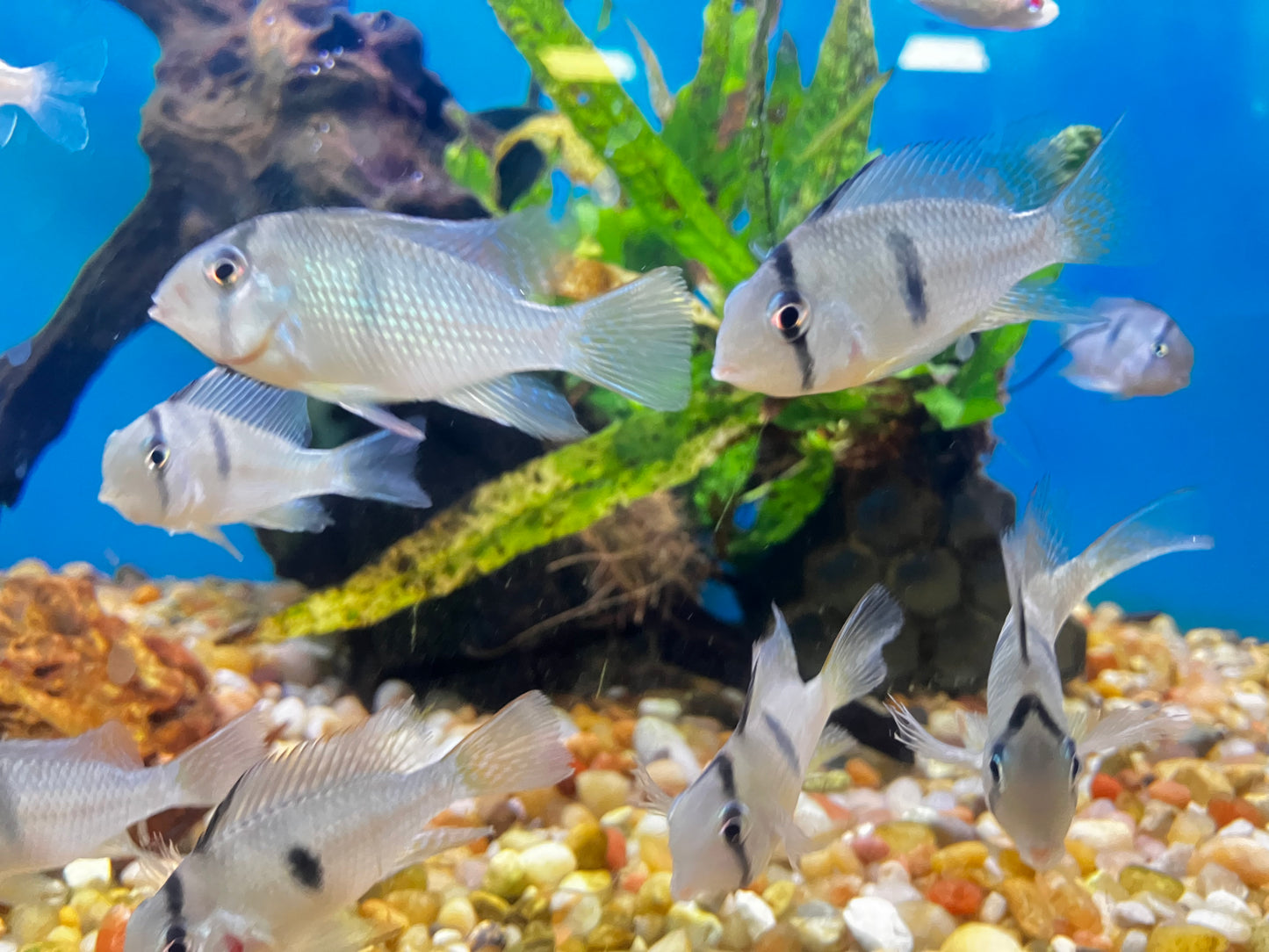 Bandit Cichlid (Guianacara dacrya) 1-2”