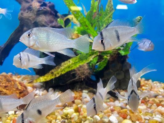 Bandit Cichlid (Guianacara dacrya) 1-2”