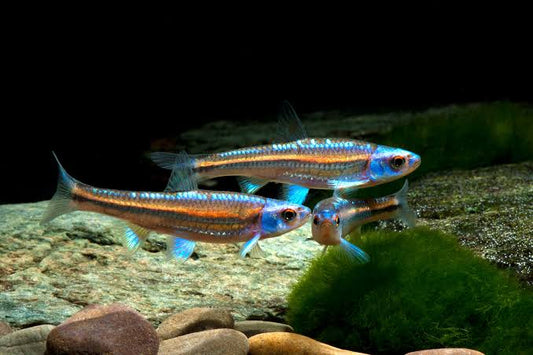 Rainbow Shiner (Notropis chrosomus) -Pack of 3 fish