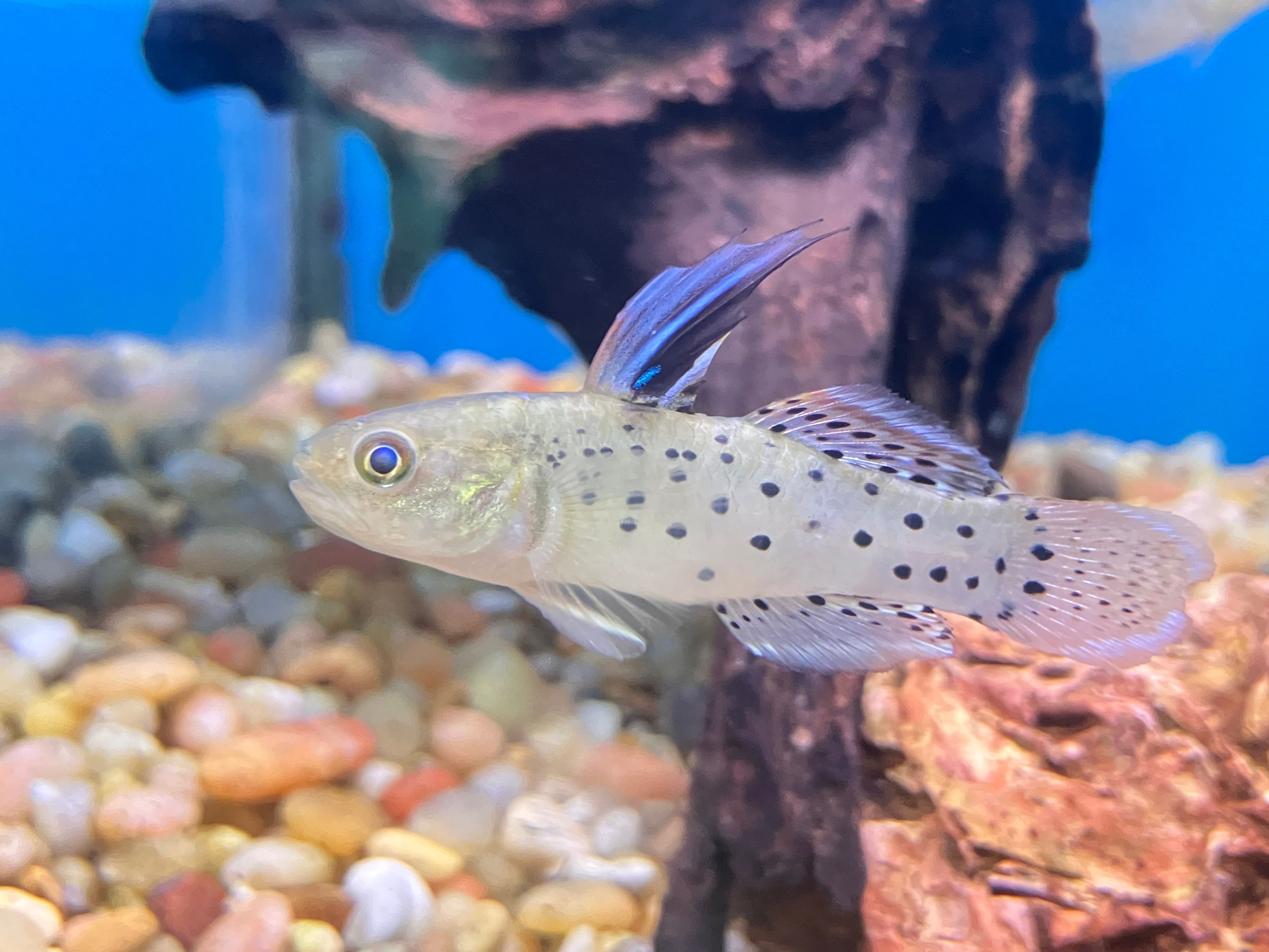 Knight Goby Stigmatogobius Sadanundio J4 Aquatics Knight Goby Stigmatogobius Sadanundio J4 Aquatics