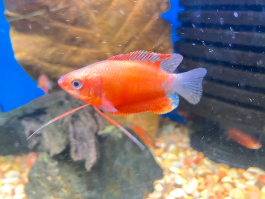 Red Honey Gourami