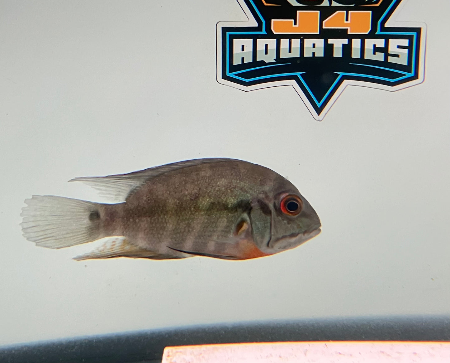 True Parrot Cichlid (Hoplarchus psittacus) 5”