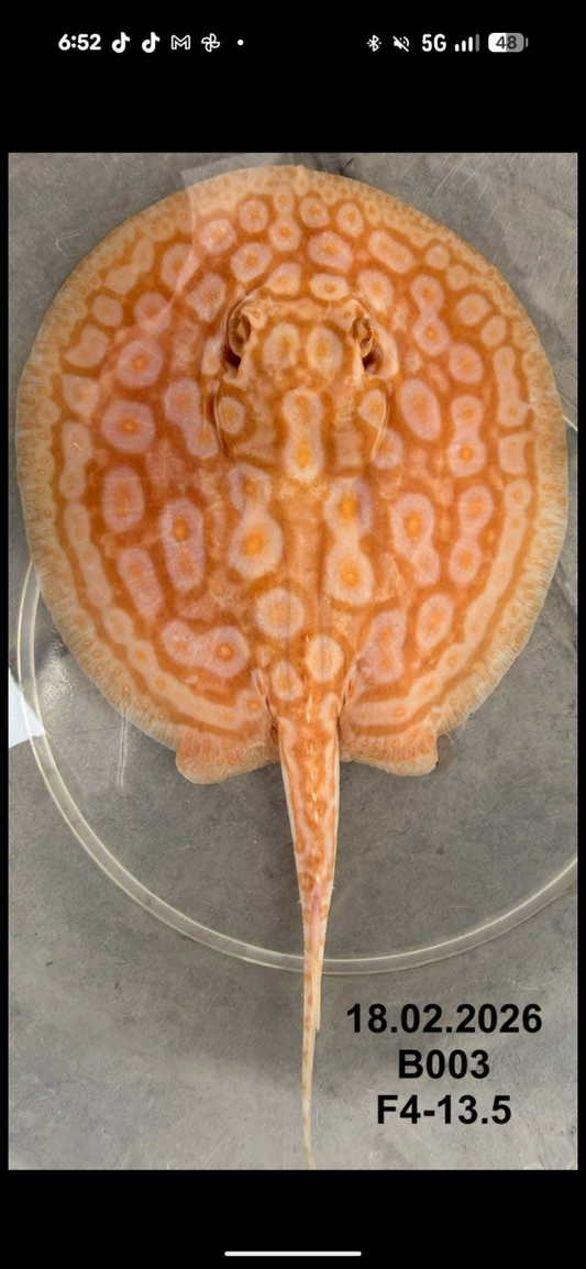 Pearl Freshwater Stingrays – J4 aquatics Pearl Freshwater Stingrays – J4 aquatics