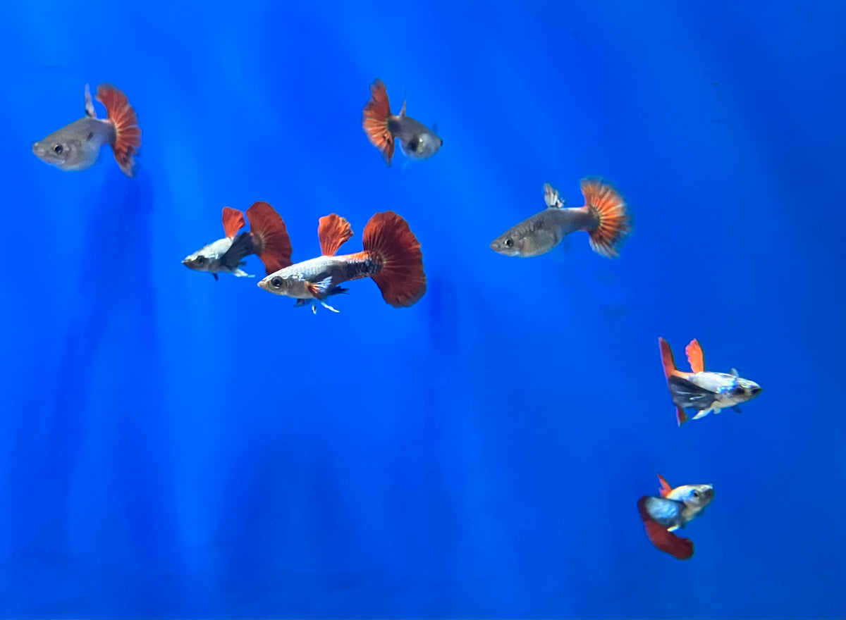 Platinum Redtail Dumbo Ear Guppy (M/F Pair)
