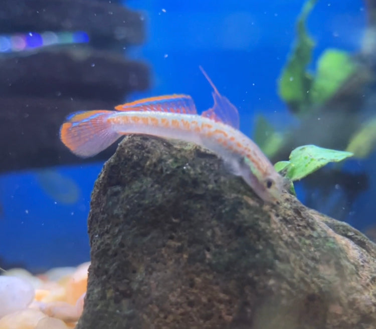 Annie’s Dwarf Goby (Stiphodon annieae)
