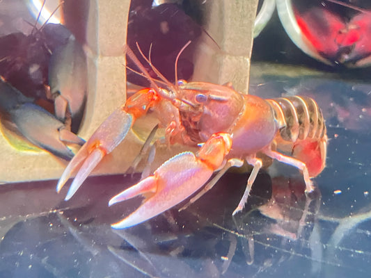 Cherax peknyi “Zebra” Papuan Crayfish