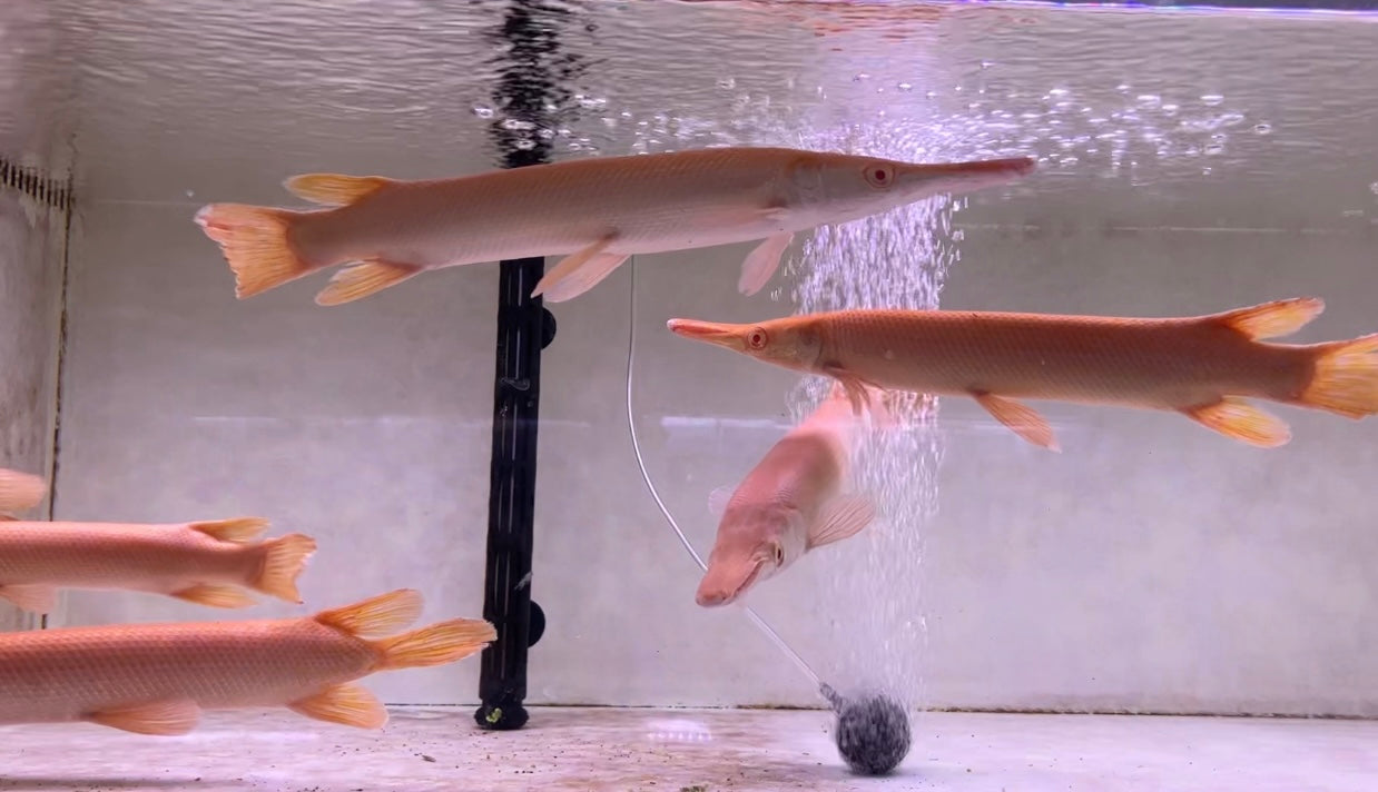 Albino Alligator Gar 14"